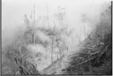 Gardening: large garden plot prepared with slash-and-burn