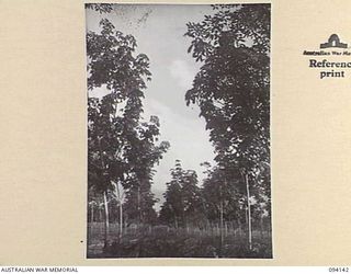 SANGARA, NEW GUINEA, 1945-07-08. RUBBER TREES ON SANGARA RUBBER PLANTATION. THIS PLANTATION, KNOWN AS "MASONS" WAS OCCUPIED BY THE JAPANESE DURING THEIR ADVANCE FROM POPONDETTA TO KOKODA