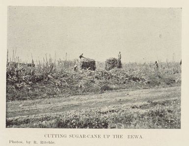 Cutting sugar-cane up the Rewa