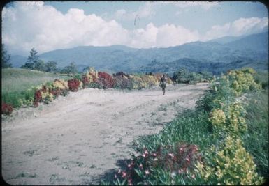 The road we walked on patrol, there were no vehicles on the station : Wahgi Valley, Papua New Guinea, 1954 and 1955 / Terence and Margaret Spencer