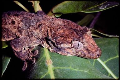 Mniarogekko chahoua