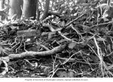 Cage trap set for rats on Enyu Island, summer 1964