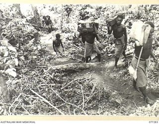 BOUGAINVILLE ISLAND. 1944-11-25. AUSTRALIAN NEW GUINEA ADMINISTRATIVE UNIT NATIVE CARRIERS CLIMBING THE WINDING SISIVA TRAIL WITH AMMUNITION AND WEAPONS FOR A COMPANY, 9TH INFANTRY BATTALION WHICH ..