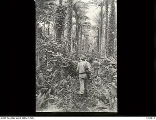 LOS NEGROS ISLAND, ADMIRALTY ISLANDS. 1944-03-18. GUARDS ON PATROL ALONG OVERGROWN TRACKS NEAR MOMOTE AIRFIELD. RAAF KITTYHAWK AIRCRAFT WERE OPERATING FROM THE STRIP ONLY FOUR DAYS AFTER THE BATTLE ..