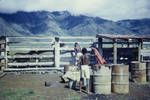 Cattler station, Baiyer River, Western Highlands, [Papua New Guinea], 1954