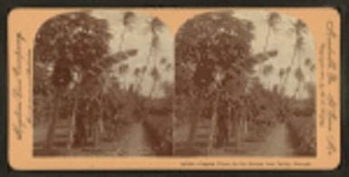Papaia [papaya] trees in the Mauna Loa Valley, Hawaii