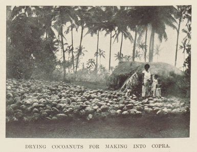 Drying coconuts for making into copra