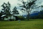 Garraina Tea Plantation, [Morobe Province, Papua New Guinea], 1962