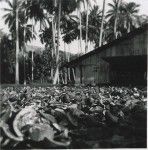 Drying of copra, Tahiti