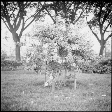 Shrub with supporting posts in the lawn of Chinnery's garden, Malaguna Road, Rabaul, New Guinea, ca. 1936 / Sarah Chinnery