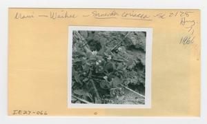 [Scaevola coriacea in Hawaii, envelope IE27-066]