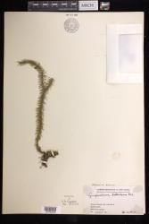 Phlegmariurus bolanicus