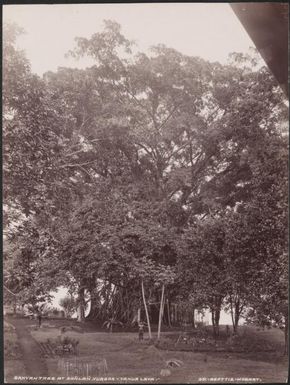 A banyan tree at San̈lan̈, Vanua Lava, Banks Islands, 1906 / J.W. Beattie