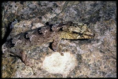 Bavayia aff. cyclura 'Koumac Caves'