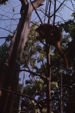 [Tree-kangaroo perched in tree in Papua New Guinea]