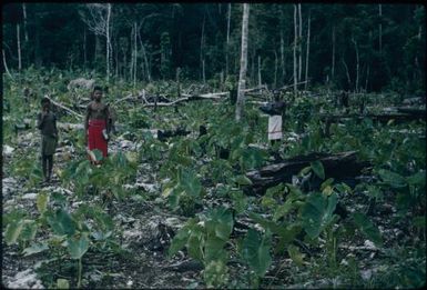 Garden houses : Nissan Island, Papua New Guinea, 1960 / Terence and Margaret Spencer