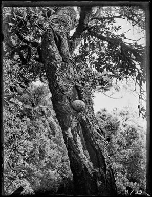 White Tern : egg on branch, Metrosideros tree