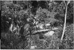 Pig festival, pig sacrifice: children watch from bridge, as pigs are brought to slaughter