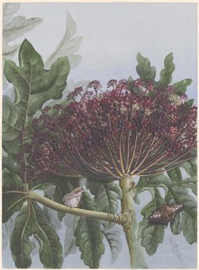 Osmoxylon novoguineense (Scheff.) Becc. family Araliaceae with the Clipper (Parthenos sylvia), Papua New Guinea, 1916 / Ellis Rowan