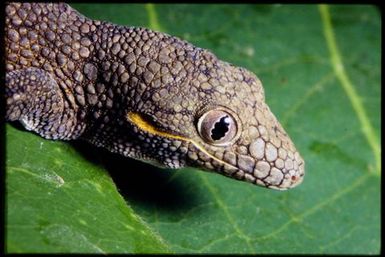 Eurydactylodes agricolae