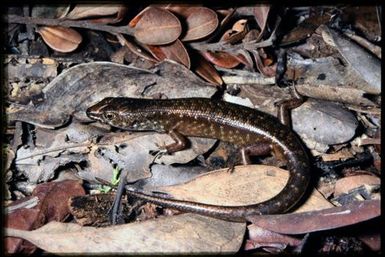 Skink sp.