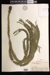 Phlegmariurus phlegmaria