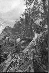 Land clearing: men remove trees and bushes from rocky land, preparing for construction