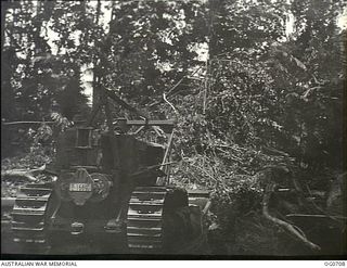 NADZAB, NEW GUINEA. C. 1944-02. A BULLDOZER OF NO. 62 MOBILE WORKS SQUADRON RAAF SMASHES DOWN GIANT JUNGLE TREES AS MOBILE WORKS GANGS PERFORM RUSH WORK IN WILD NG TO CONSTRUCT NEW AIRFIELDS AND ..