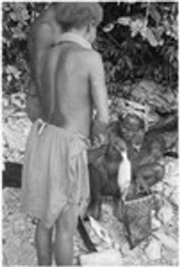 Man pulling out fish for market