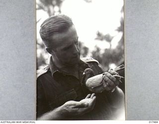 1944-08-23. NEW GUINEA. LIEUTENANT STEVE CRANFIELD, OF AN AUSTRALIAN PIGEONS COMPANY (POSSIBLY 1 PIGEON SECTION) FEEDING CAPTURED JAPANESE PIGEONS AT LAE. IT WAS DISCOVERED THAT THE PIGEONS WOULD ..
