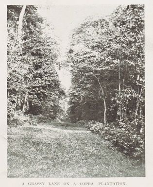 A grassy lane on a copra plantation