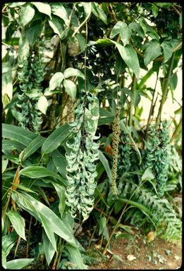 Hanging green orchid, Fiji, 1971