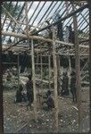 House-building: Kwiop men build frame for the Cooks' house