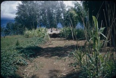 Old established house with surrounding garden and single entrance : Wahgi Valley, Papua New Guinea, 1954 / Terence and Margaret Spencer