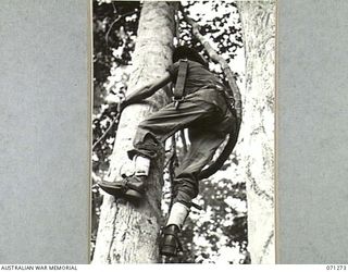 GUSIKA, NEW GUINEA. 1944-03-16. VX106297 SIGNALMAN M. WATKINS (1), OF THE SIGNALS SECTION, HEADQUARTERS, 4TH INFANTRY BRIGADE, USING CLIMBING IRONS WHILE FITTING AMERICAN SIGNAL APPARATUS ISSUED TO ..