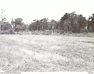 LAE, NEW GUINEA, 1945-12-24. AN AREA, CLEARED FROM THE JUNGLE, READY FOR CULTIVATION BY 4 INDEPENDENT FARM COMPANY