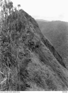 FINISTERRE RANGES, NEW GUINEA. 1944-01-23. MEMBERS OF "A" COMPANY, 2/9TH INFANTRY BATTALION DIGGING IN AT "GREEN SNIPER'S PIMPLE" AFTER THE JAPANESE FORCES HAD BEEN DRIVEN BACK DURING THE BATTLE ..