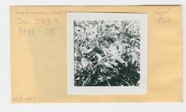 [Solanum nelsonii in Hawaii, envelope IE31-007]