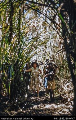 Taiora on a jungle track