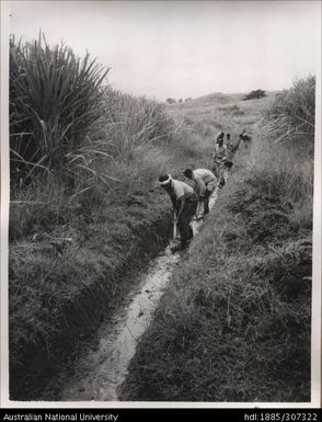 Irrigation for cane crops