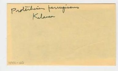 [Proterhinus ferrugineus in Hawaii, envelope IE42-103]
