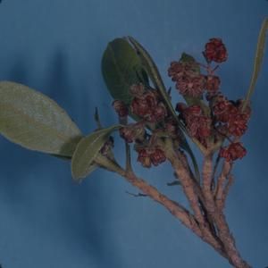 [Dodonaea flowers close-up from Waimea Canyon, United States]