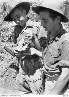 KIARIVU, NEW GUINEA, 1945-08-15. PRIVATE J.A. GITTENS (1) AND PRIVATE G. WILLIAMSON (2), MEMBERS OF 2/7 INFANTRY BATTALION, EXAMINING A BLAST BOMB THAT FAILED TO EXPLODE WHEN THROWN IN A COMPANY ..