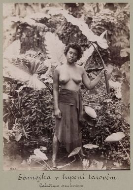 Samoan woman with tara leaves