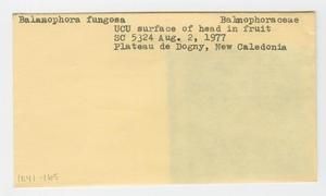 [Balanophora fungosa in New Caledonia, envelope IE41-165]