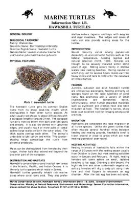 Marine turtles : information sheet 1.b. - hawksbill turtles