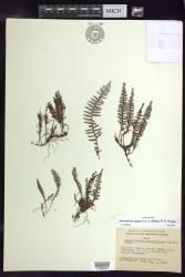Adenophorus epigaeus