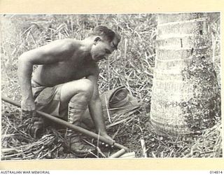 1943-05-07. NEW GUINEA. MILNE BAY. AIRCRAFTMAN I D.W. NETHERCOTE PLUGGING IN GELIGNITE DURING THE CLEARING OF AN AIR STRIP AT MILNE BAY. (NEGATIVE BY N. BROWN)