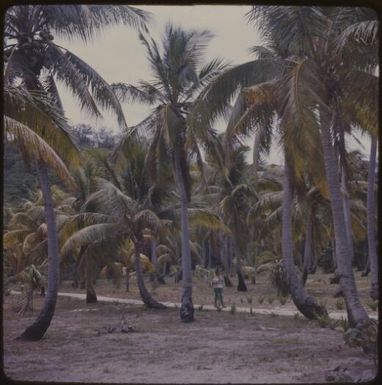 Palm trees at Castaway Island, Fiji, 1963 / Michael Terry