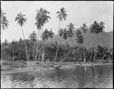 Beached canoes, amongst palm trees, Papua, ca. 1923 / Sarah Chinnery